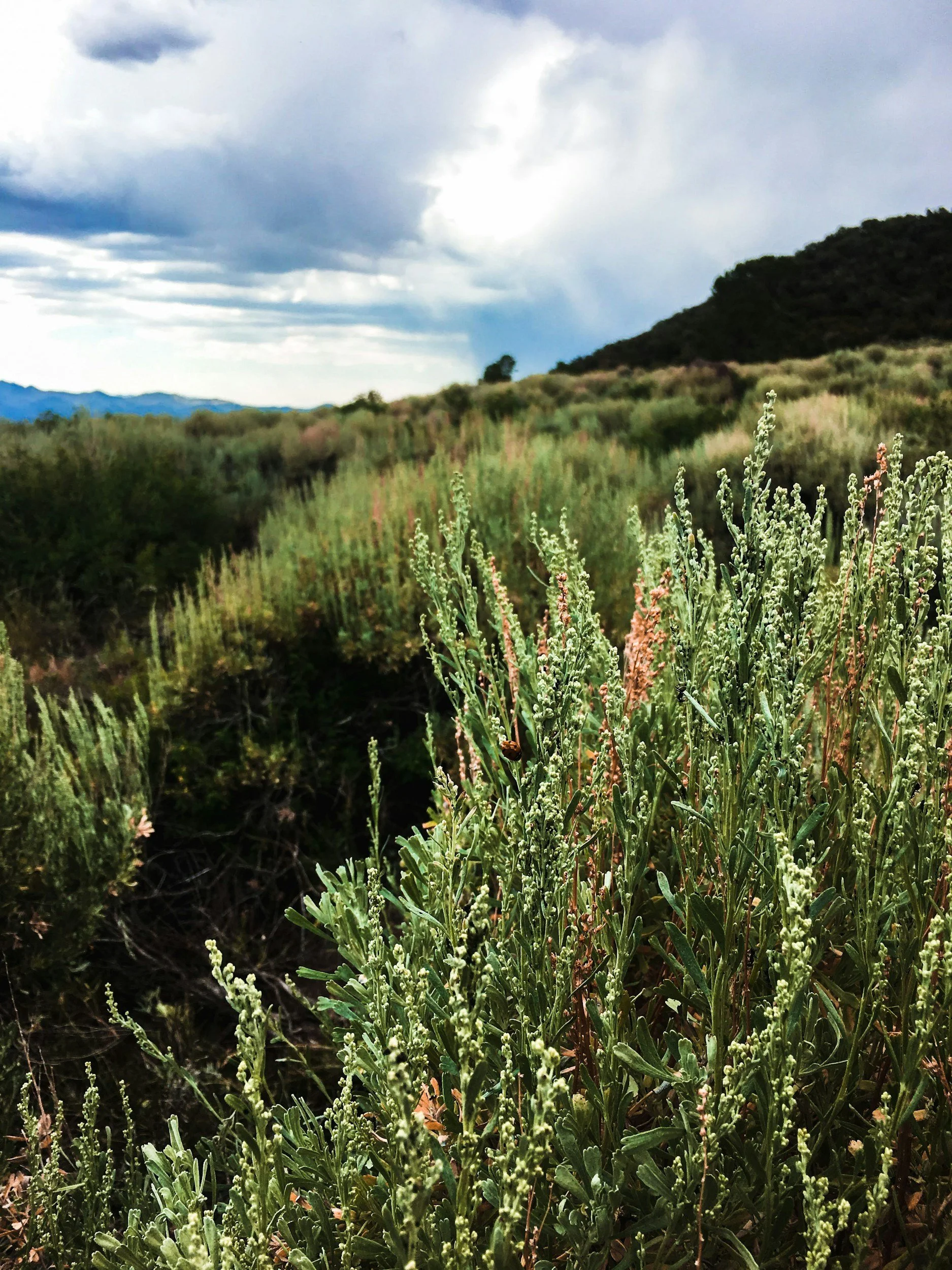 USGS Sagebrush Ecosystem and Fire Science 2026 Webinar Series: Monitoring