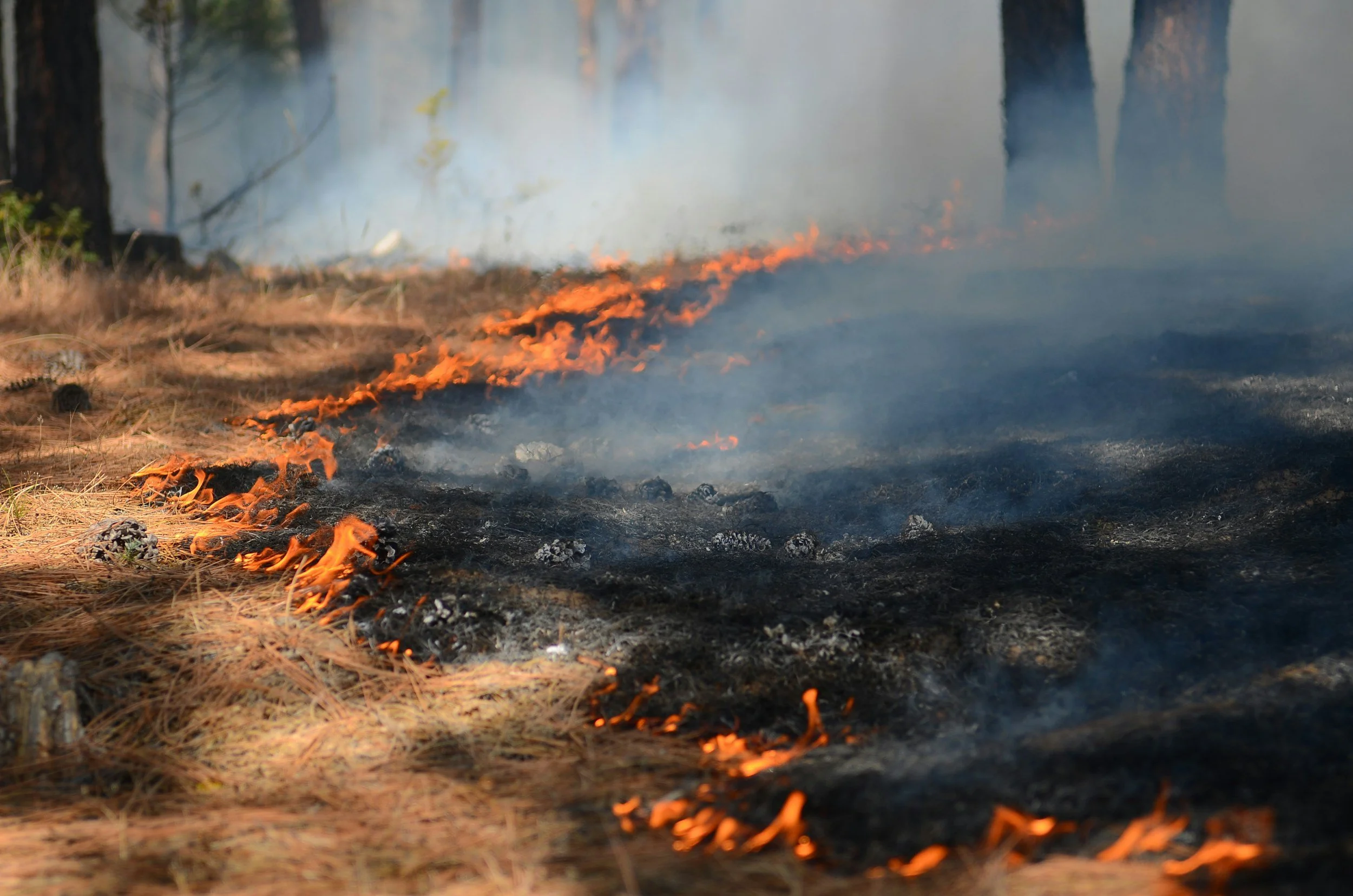 Michigan Prescribed Fire Festival
