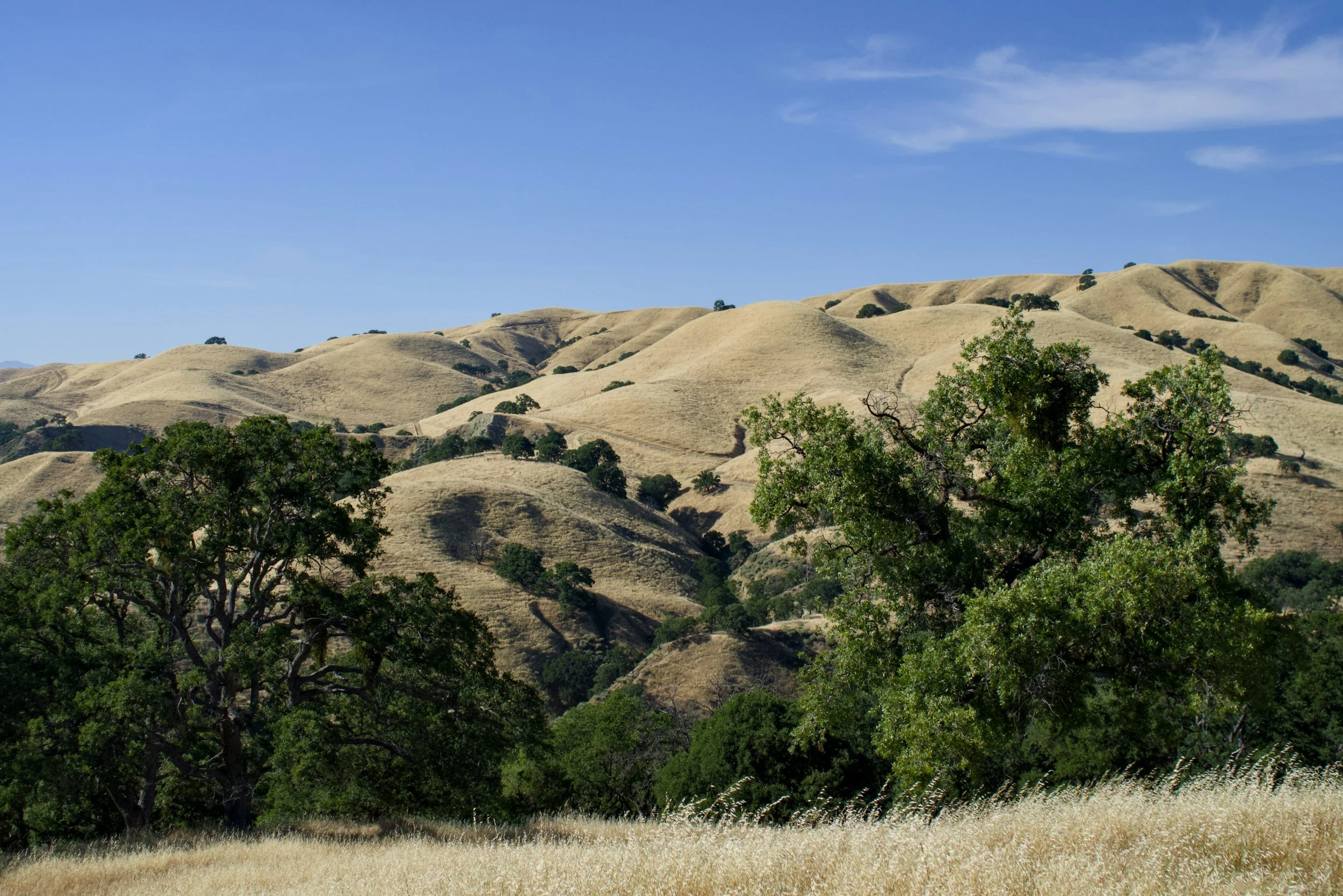 Episode 100: Bark traits and fire vulnerability in three California foothill oak species