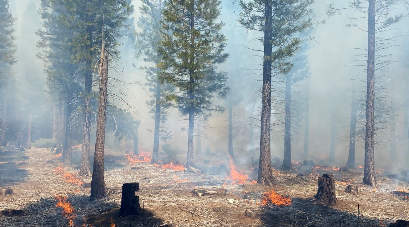 What Is Pyrosilviculture