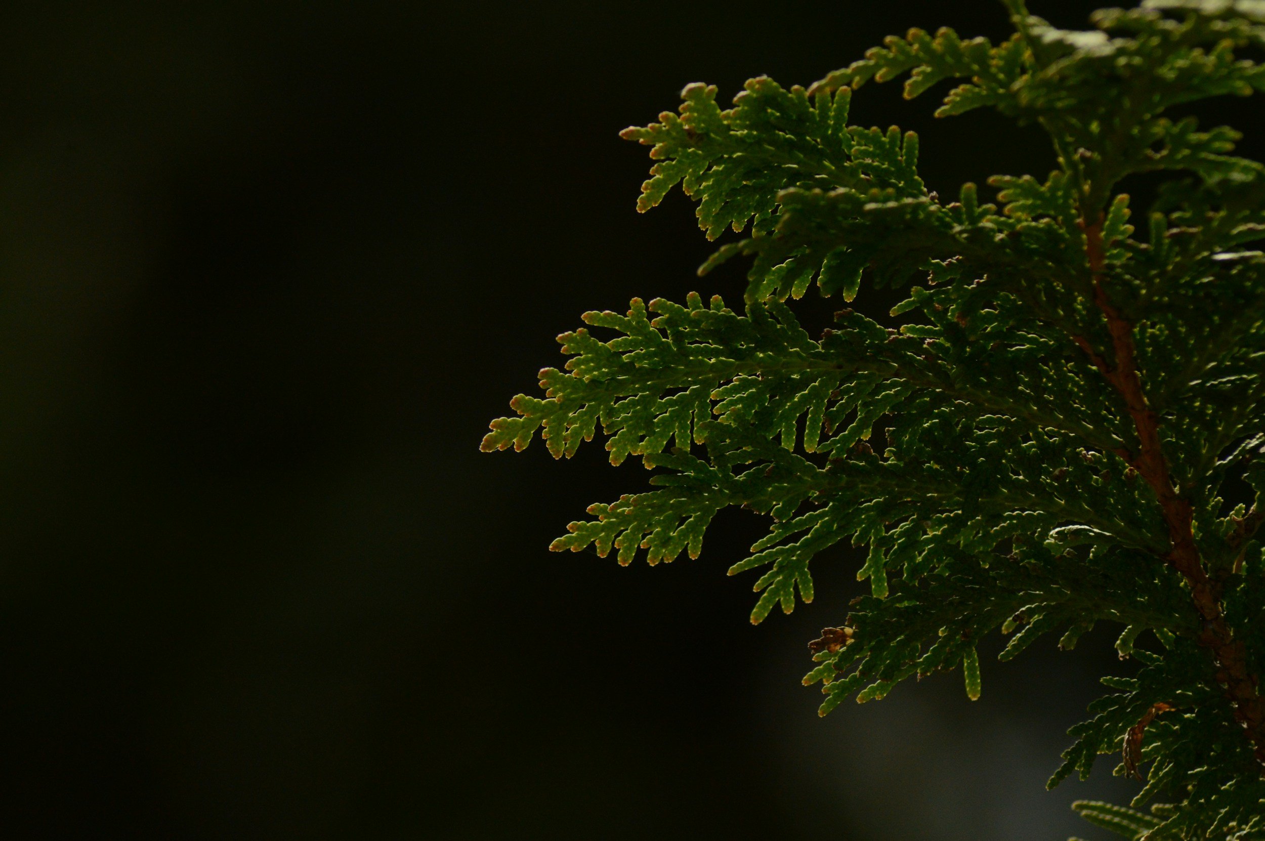 Research Highlight: Complex effects of fire severity on a serotinous conifer