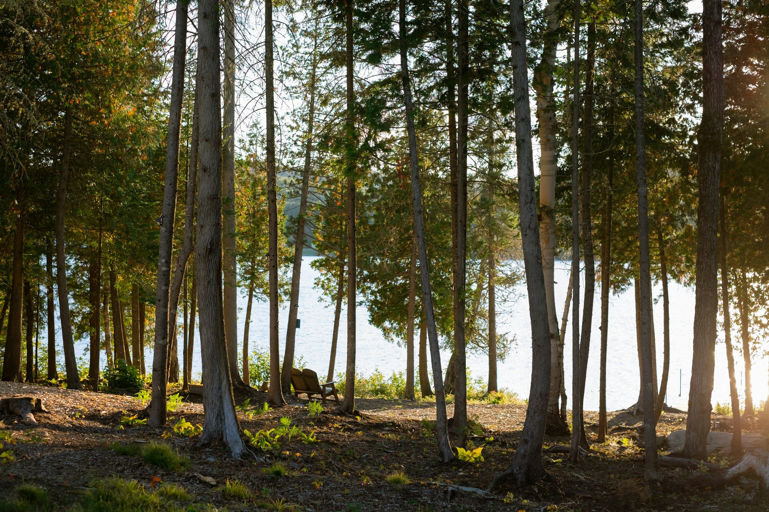 Episode 101: Forest cover buffers microclimate and increases fuel moisture in northern conifer forests: a terrestrial laser scanning approach