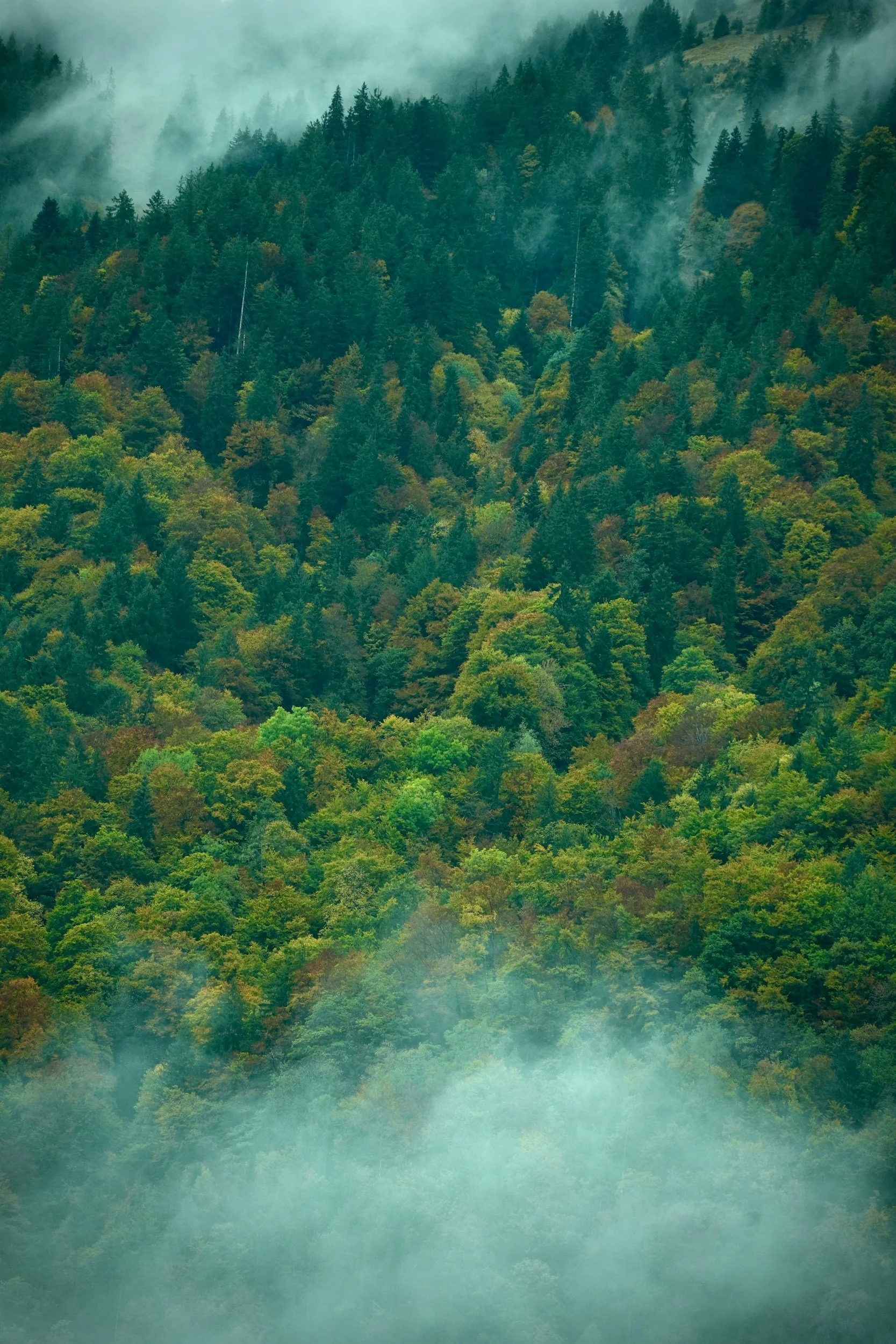 Episode 103: Wildfire drives lasting changes in the topsoil chemistry of Alpine forests