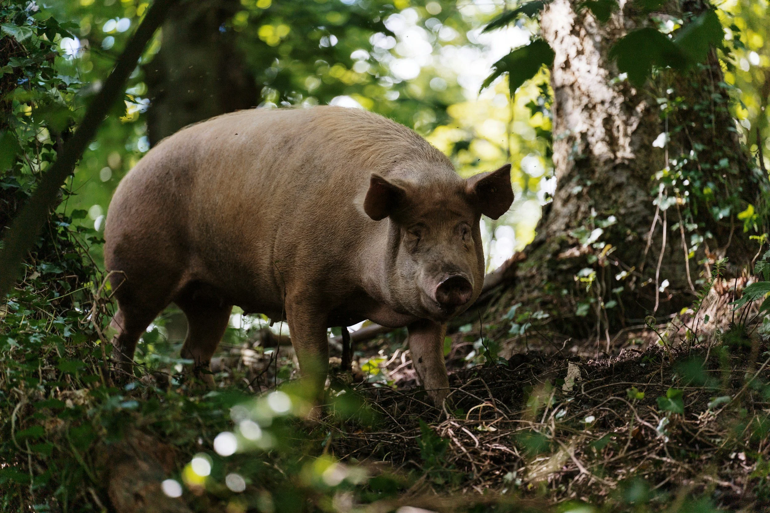Wild Pigs and Prescribed Fire in the Red Hills