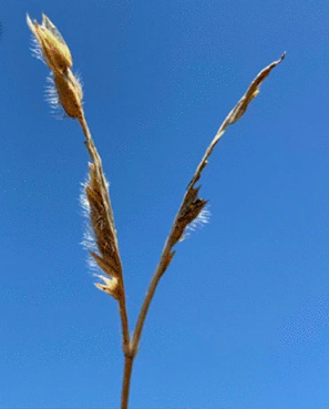 Episode 104: Perennial grasses with different life histories maintain population stability under fire in North and Central American pine savannas episode artwork