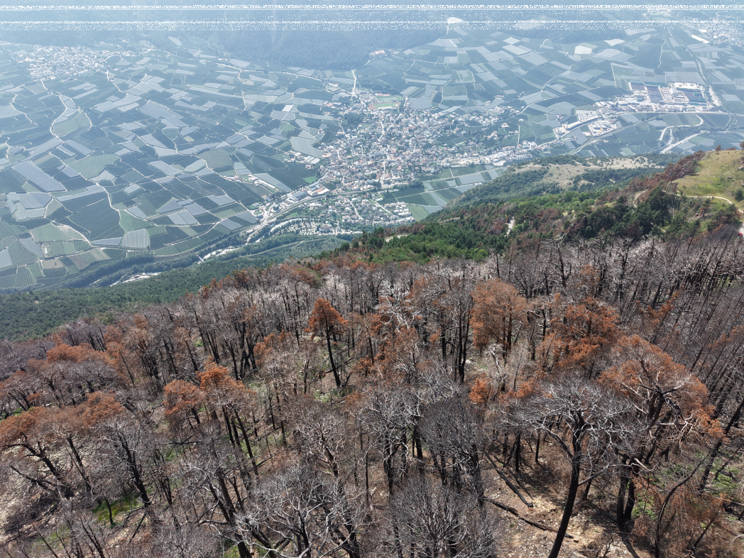 Fire in the Alps | Forest fire ecology and restoration strategies in mountain regions