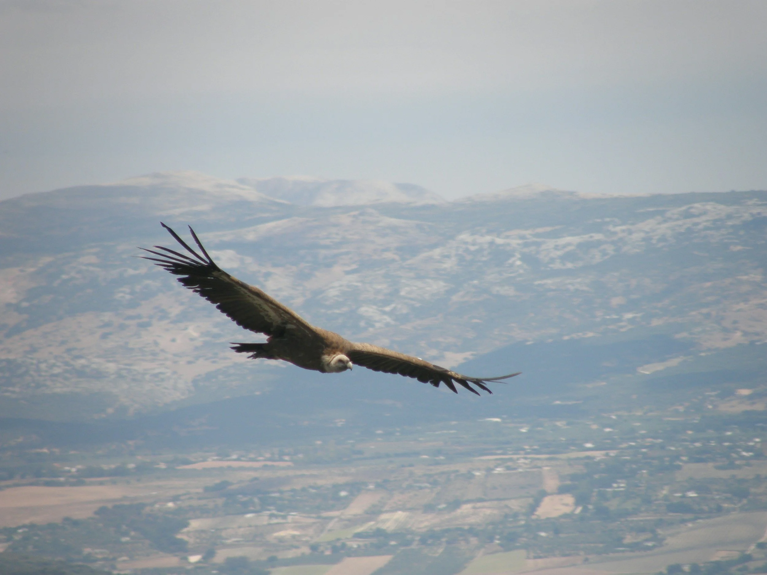 Research Highlight: Megafire attributes and pre-fire structural legacies shape short-term avian responses in an Atlantic-Mediterranean ecotone