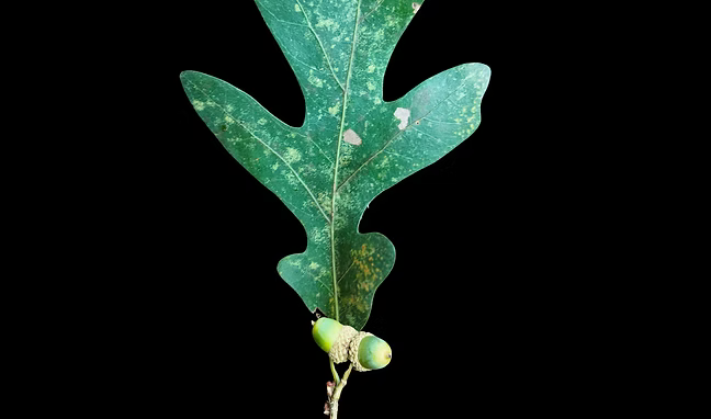 Fueling Collaboration: Eastern US Oaks: A Fire Ecology and Management Survey