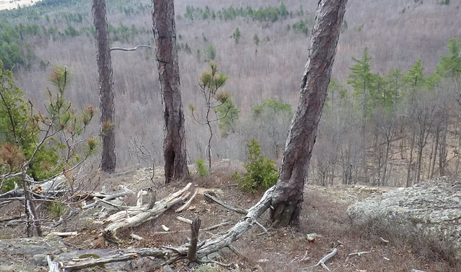 Fueling Collaboration: Historical Fire Regimes of the Northeast and Modern Fire Management Implications