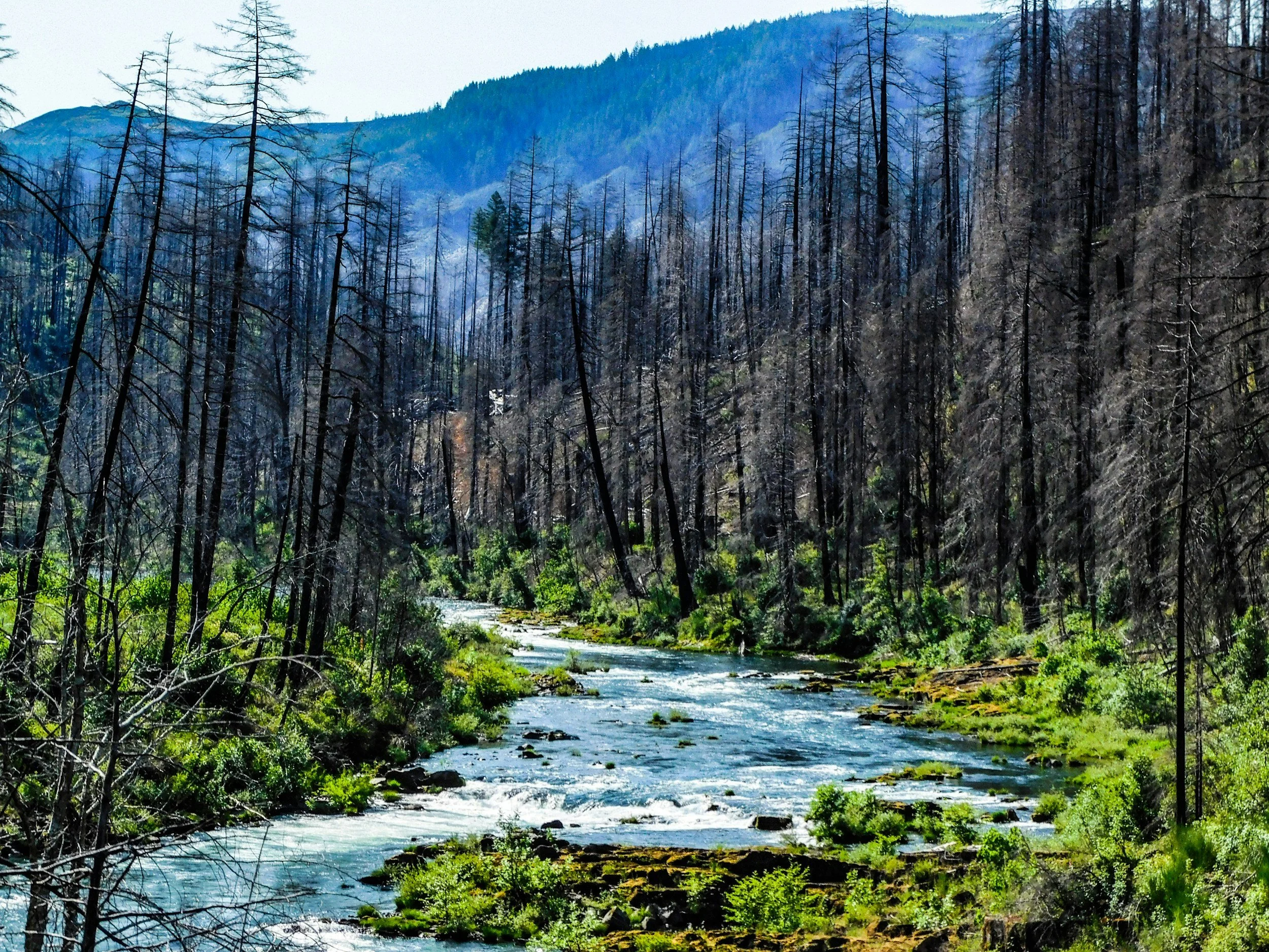Water Doesn’t Burn: Integrating River Restoration and Fire Management for a Fire-Resilient West