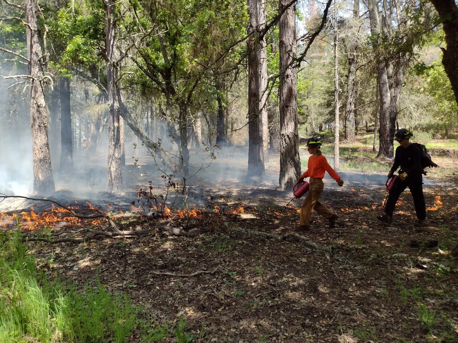 Welcome to AFE — Association for Fire Ecology