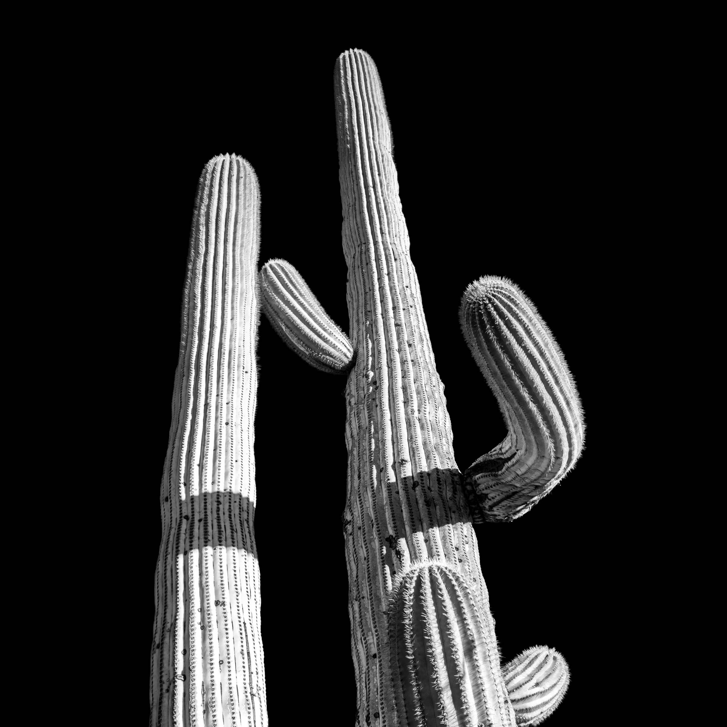 Desert  Mitch Meyer Photos