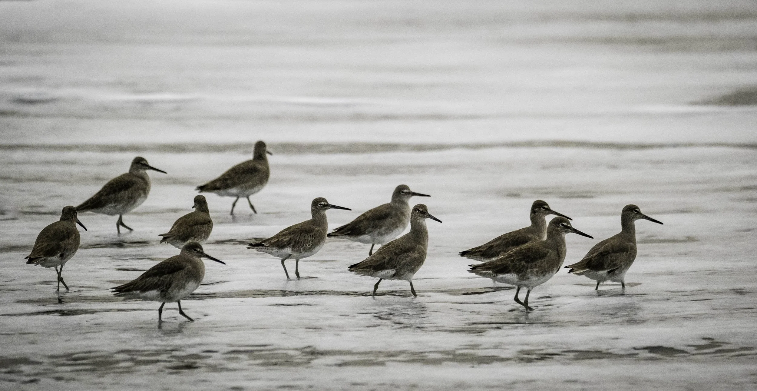 106. Shore Birds strolling on the beach (7:53 am, Doran Beach, Bodega Bay, Dec. 23, 2022)