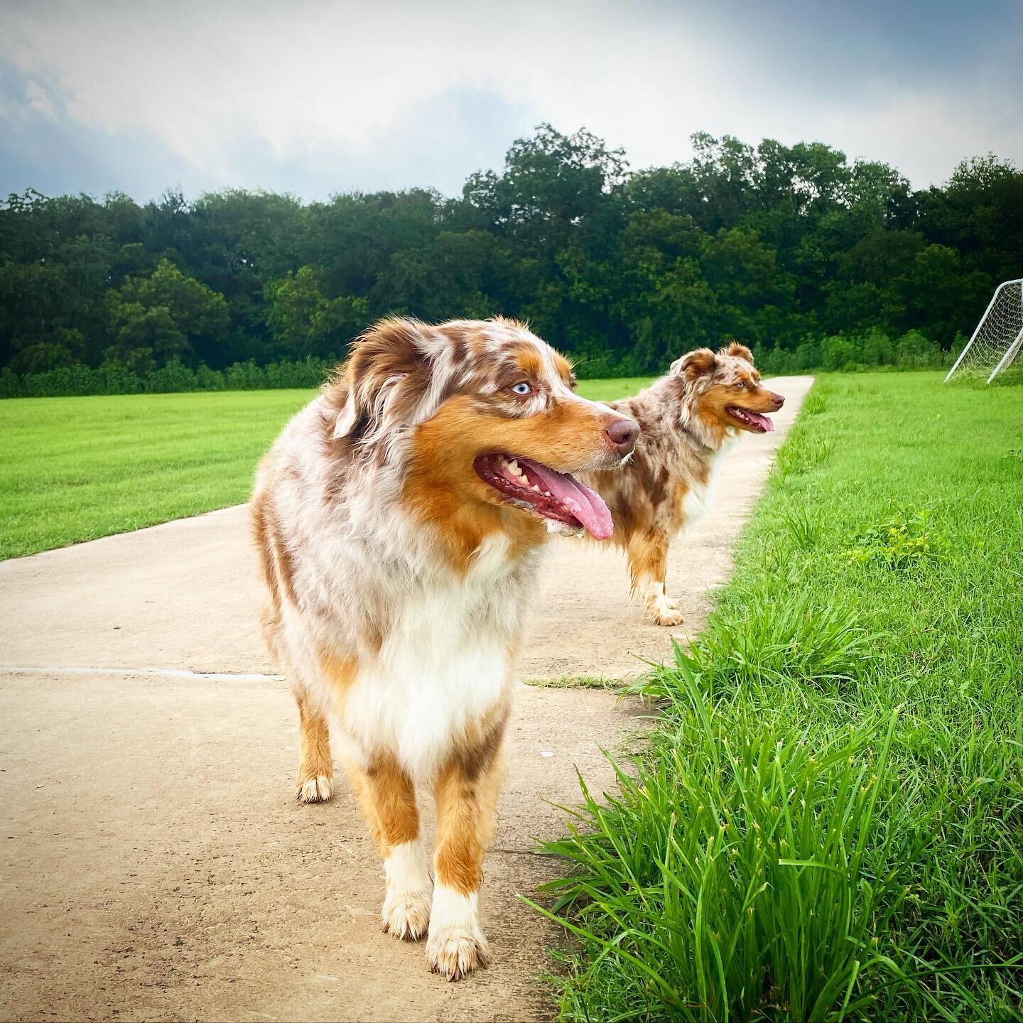 Happy dogs enjoying a cool morning in Texas!