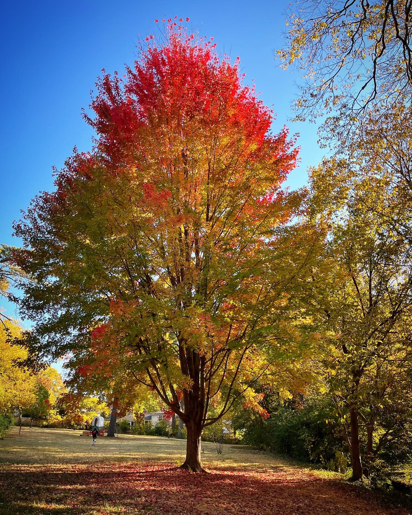 Fall colors in KC 🤩🍁 it's so incredibly beautiful here right now! And and I hit up 2 bookstores in one day. Can't beat that!

#WritingCommunity #CrimeReads #Thriller #MomsWritersClub #Mystery #thrillerauthor #Author #thrillerbook #amwriting #Author