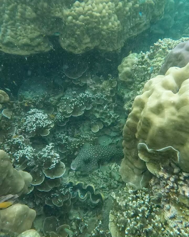 Beautiful time snorkeling around Surin Islands National Park. It was some of the most plentiful, varied and amazing pretty snorkeling I&rsquo;ve done. Thank you to our fantastic tour guide @guidejunior1 whose underwater videos were shared with me her