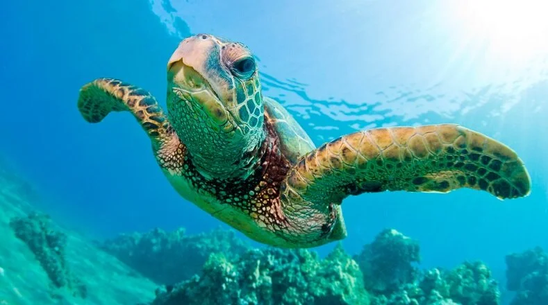 1tortugas_.jpg