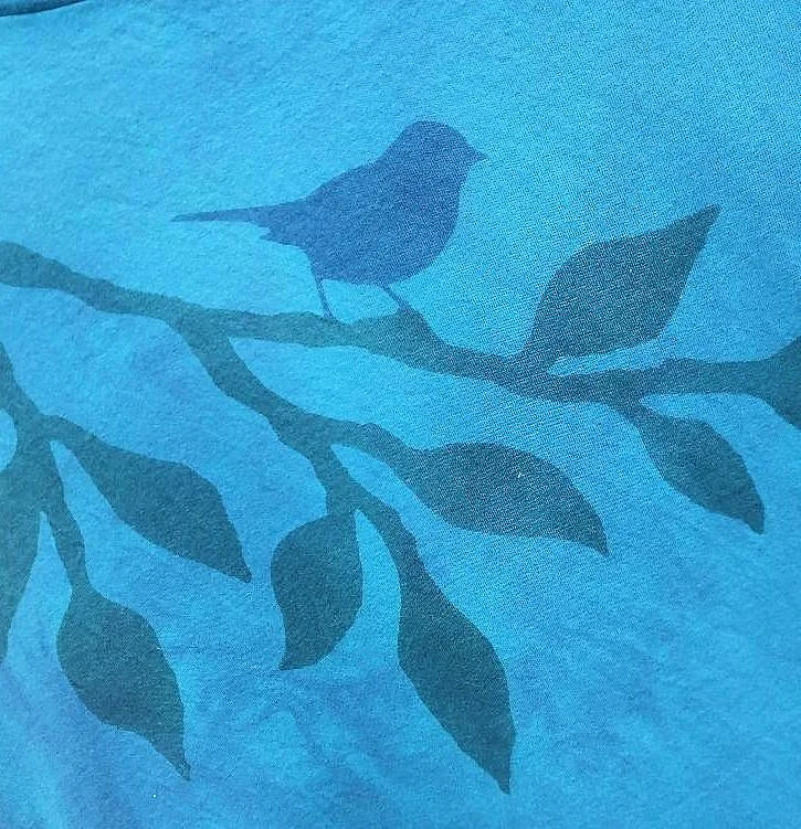 cotton bluebird close.jpg