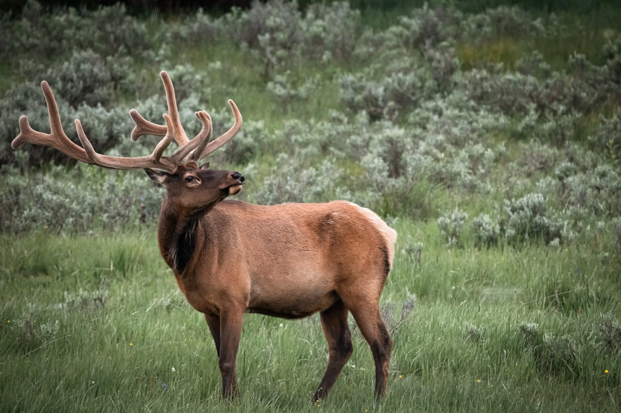 Yellowstone-national-park-photography (6).jpg