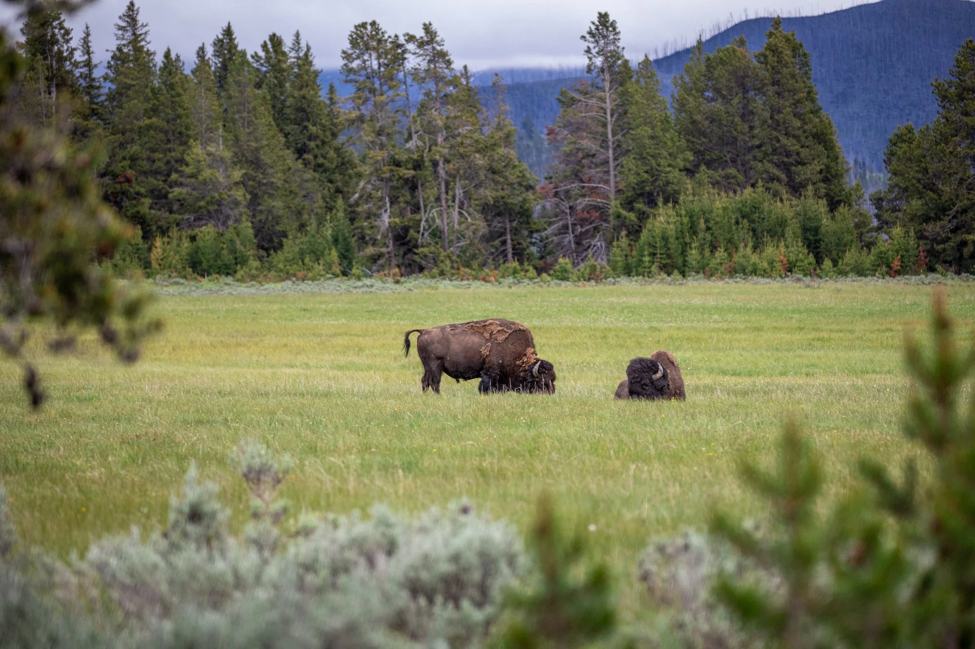 Yellowstone-national-park-photography (18).jpg