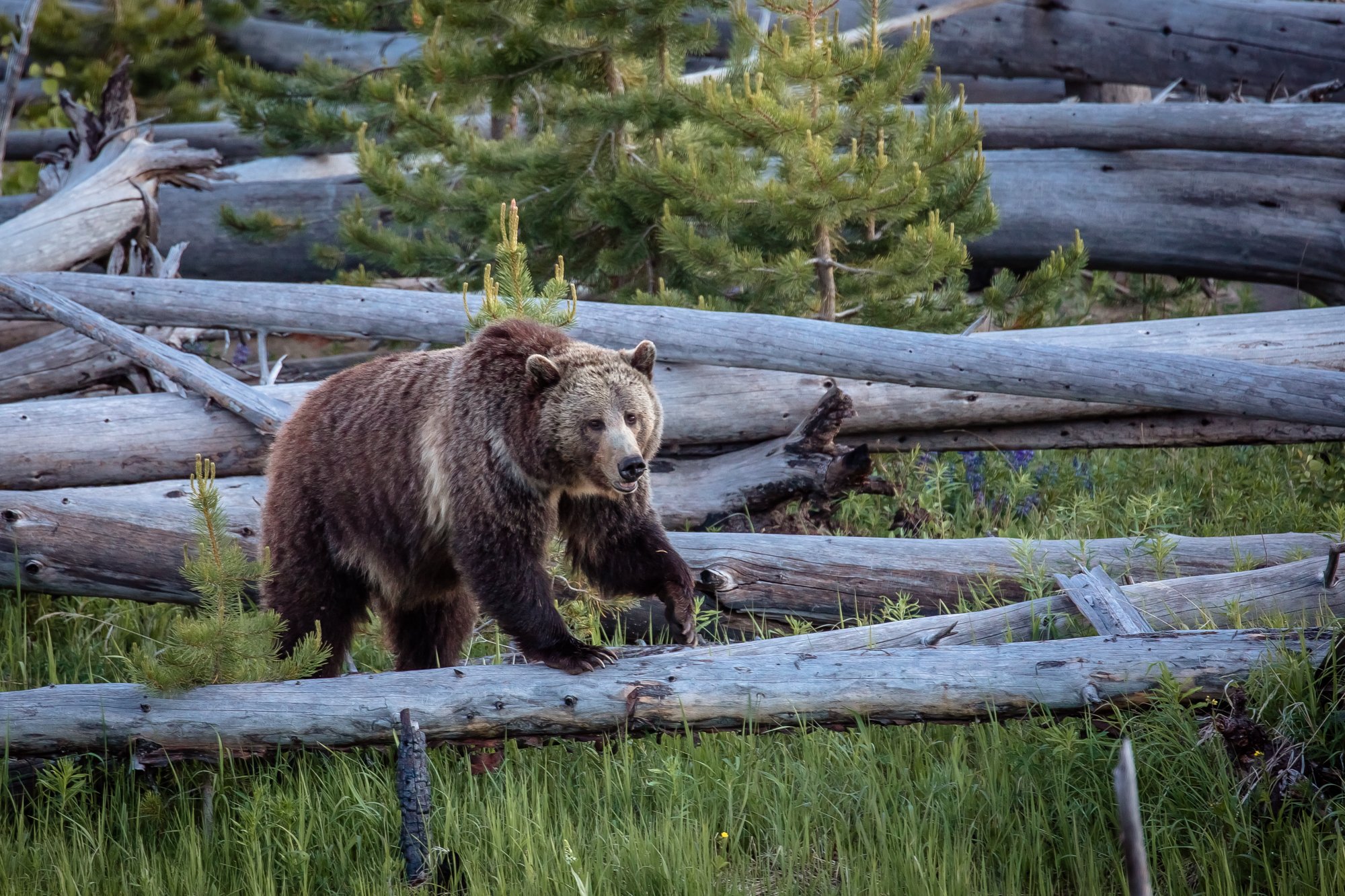 Yellowstone-national-park-photography (31).jpg