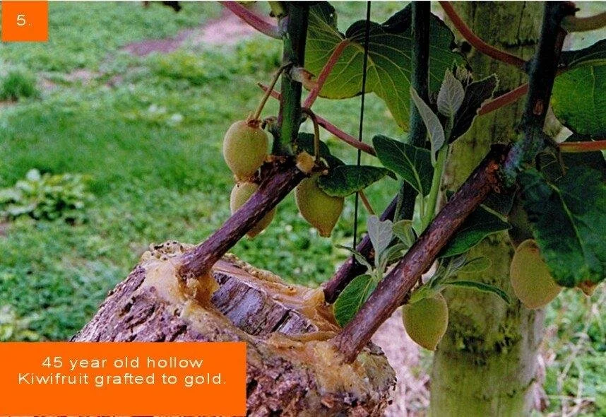 About Us — Smiths Grafting Wax
