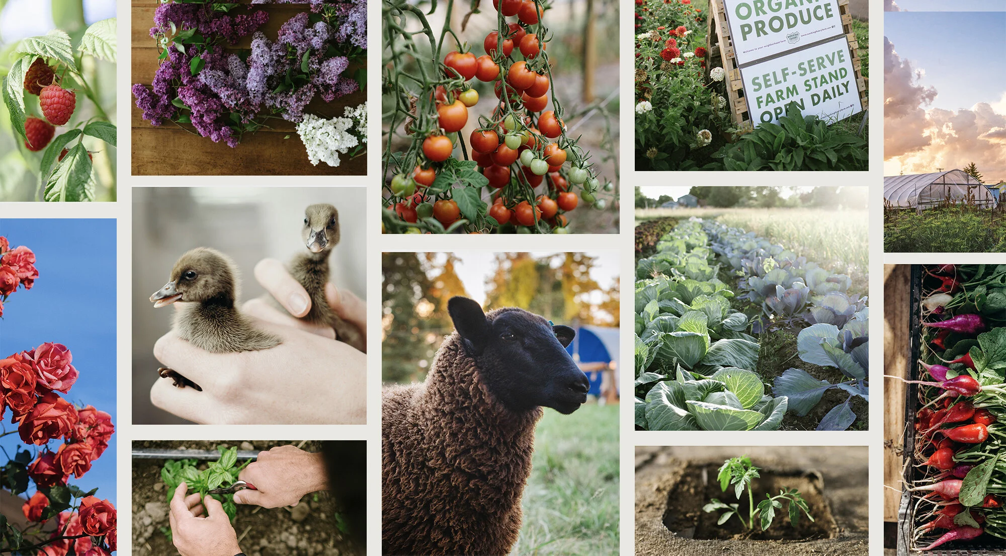 Working Theory Farm Working theory farm