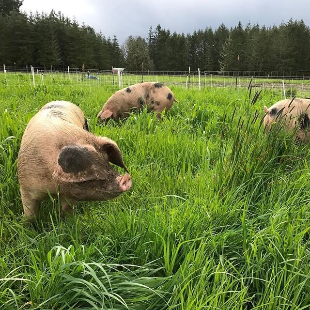 We still have a few pig shares (halves) available for processing next week! We can also facilitate splitting if you want a quarter share.  We offer these on a sliding scale and all revenue supports the rest of the non-profit efforts of the farm &mdas