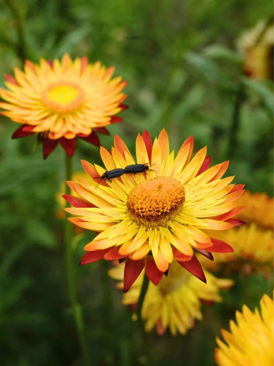 A Landrace of people