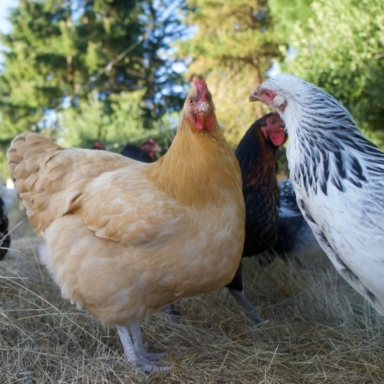 Pasture-Raised Eggs Add-On (22 Weeks)