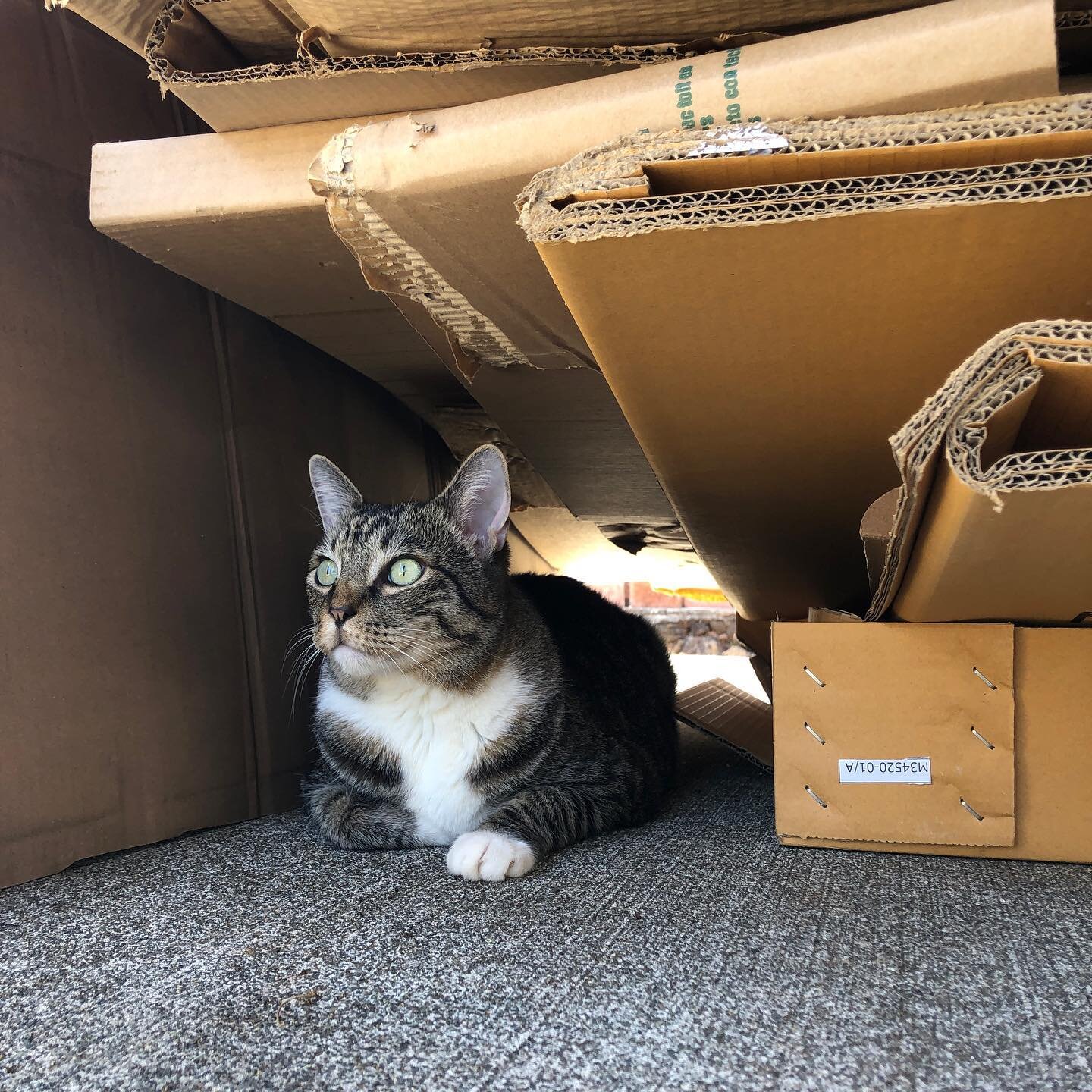 Happy #caturday ✨ throwback to our cat Milo making house in the box our embroidery machine came in. 🌱reduce, reuse, recycle🌿