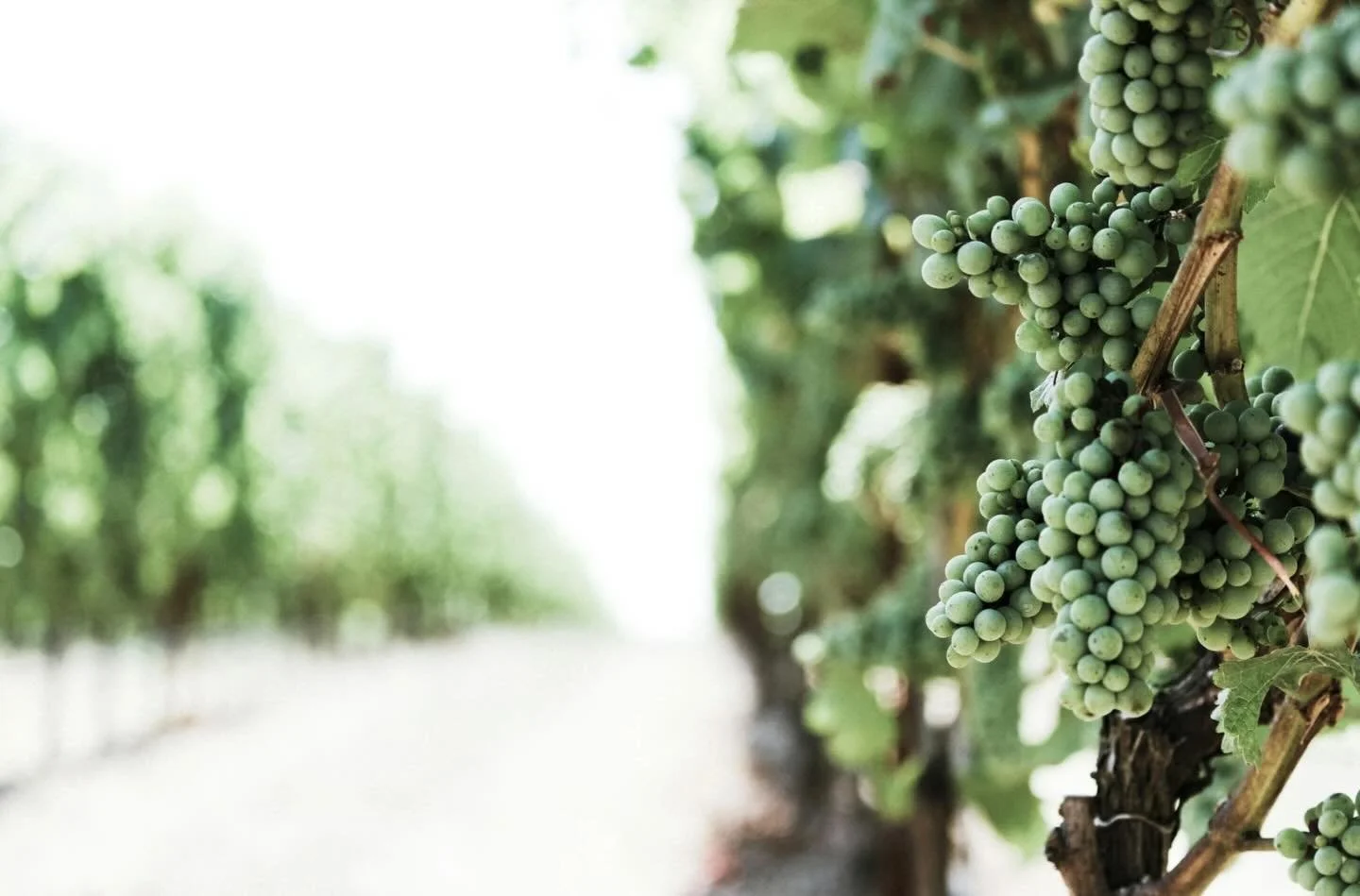 Exciting news on the blog! 🍒🍇🍊🍐🫐
We&rsquo;re launching a brand-new study on the FRUIT OF THE SPIRIT and you won&rsquo;t want to miss it! Grace is kicking off the series today on the blog with a deep dive into Galatians and info on what&rsquo;s i