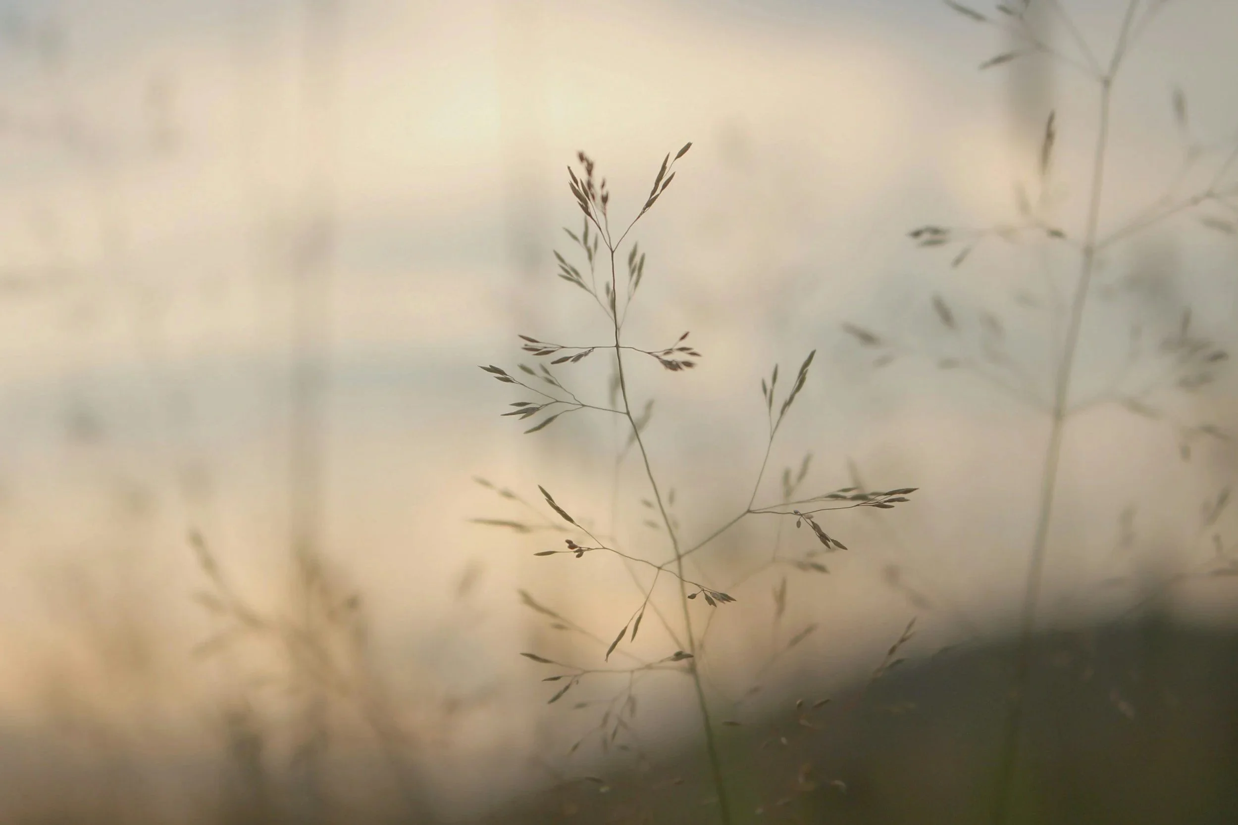 Fruit of the Spirit: GENTLENESS