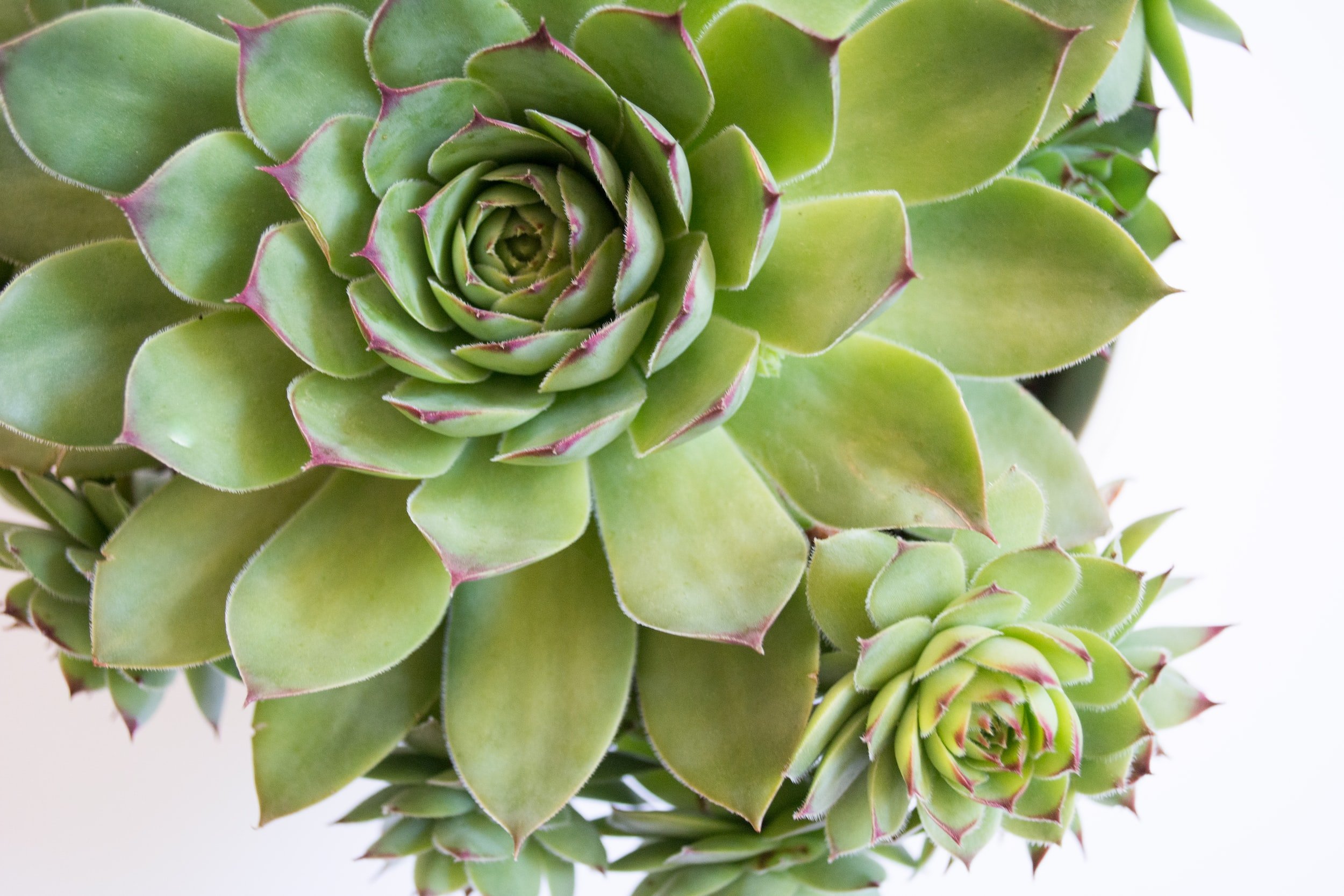 Close-up of green succulent plants with reddish tips on leaves.