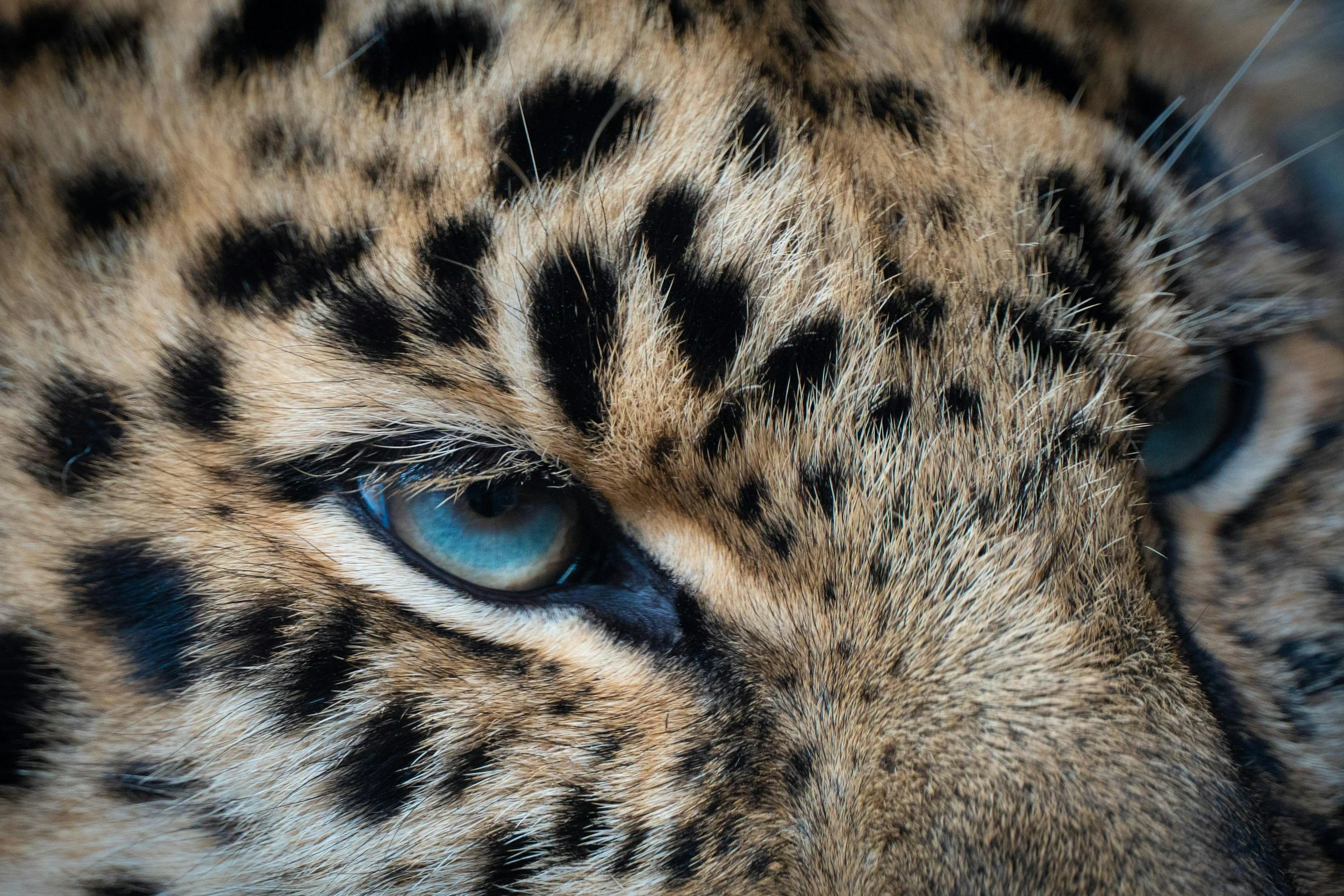 Close-up of a leopard's face showing blue eyes and distinctive spotted fur.