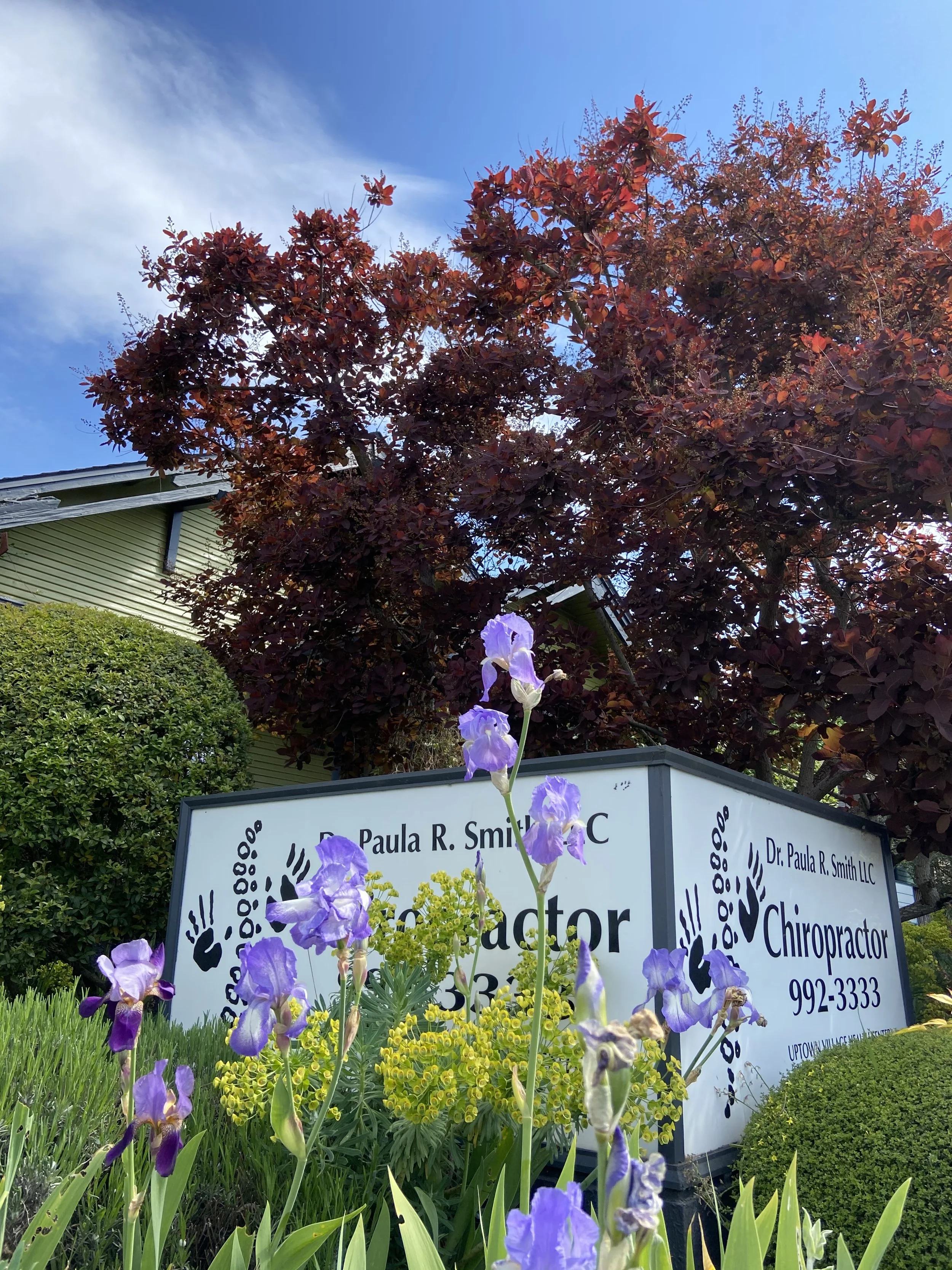 A garden with purple irises and yellow flowers in front of a sign that reads 'Dr. Paula R. Smith LLC Chiropractor'. There is a red-leaved tree and part of a house roof in the background, with a bright blue sky.