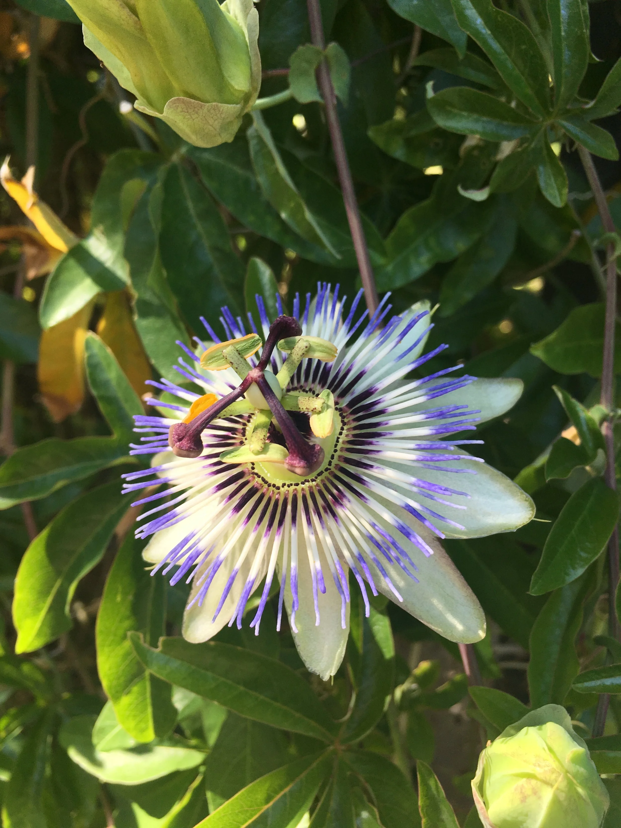 A passionflower with purple and white filaments and green foliage in the background.