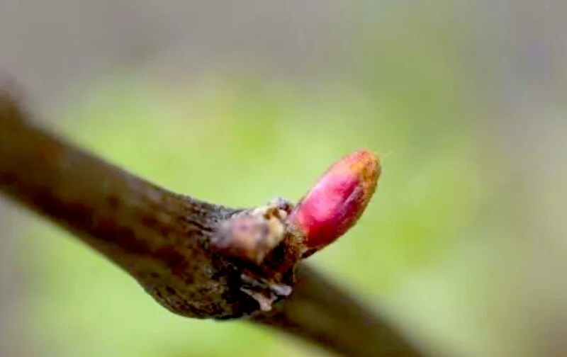 Lignification: To become firm and woody