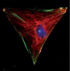 Stevens Group Paper highlighted in Chemistry World