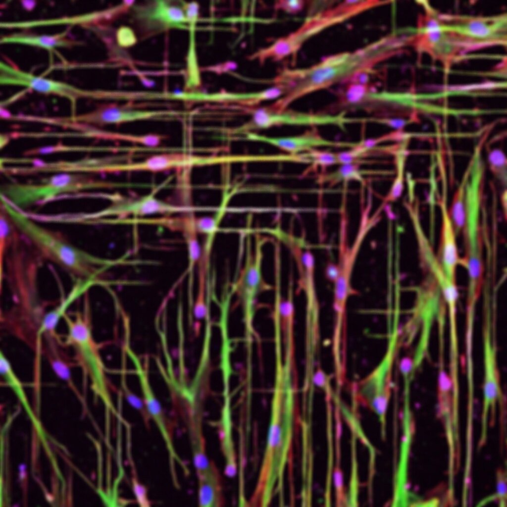 Colourful microscope image of cells aligned in a grid