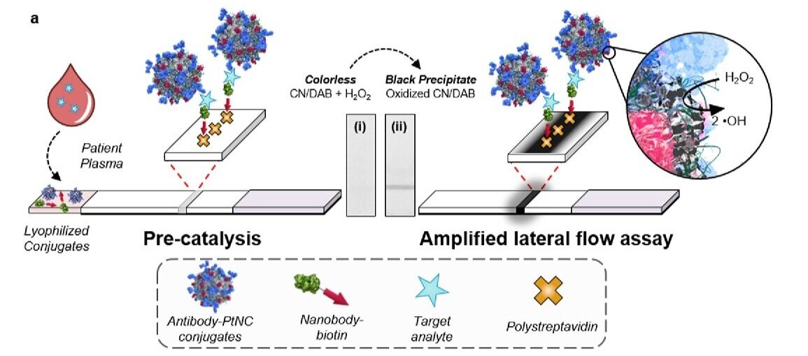 Image credit: Loynachan, Thomas et al. ACS Nano. 2018. Adapted under the terms of a CC-BY License.