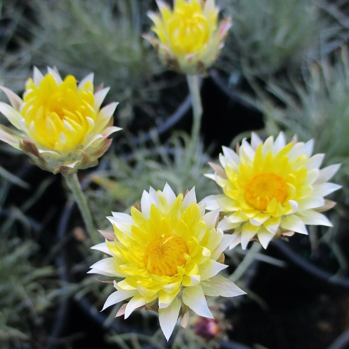 Plant Profile Paper daisies — Ben Hutchinson Landscapes Native Australian Gardens
