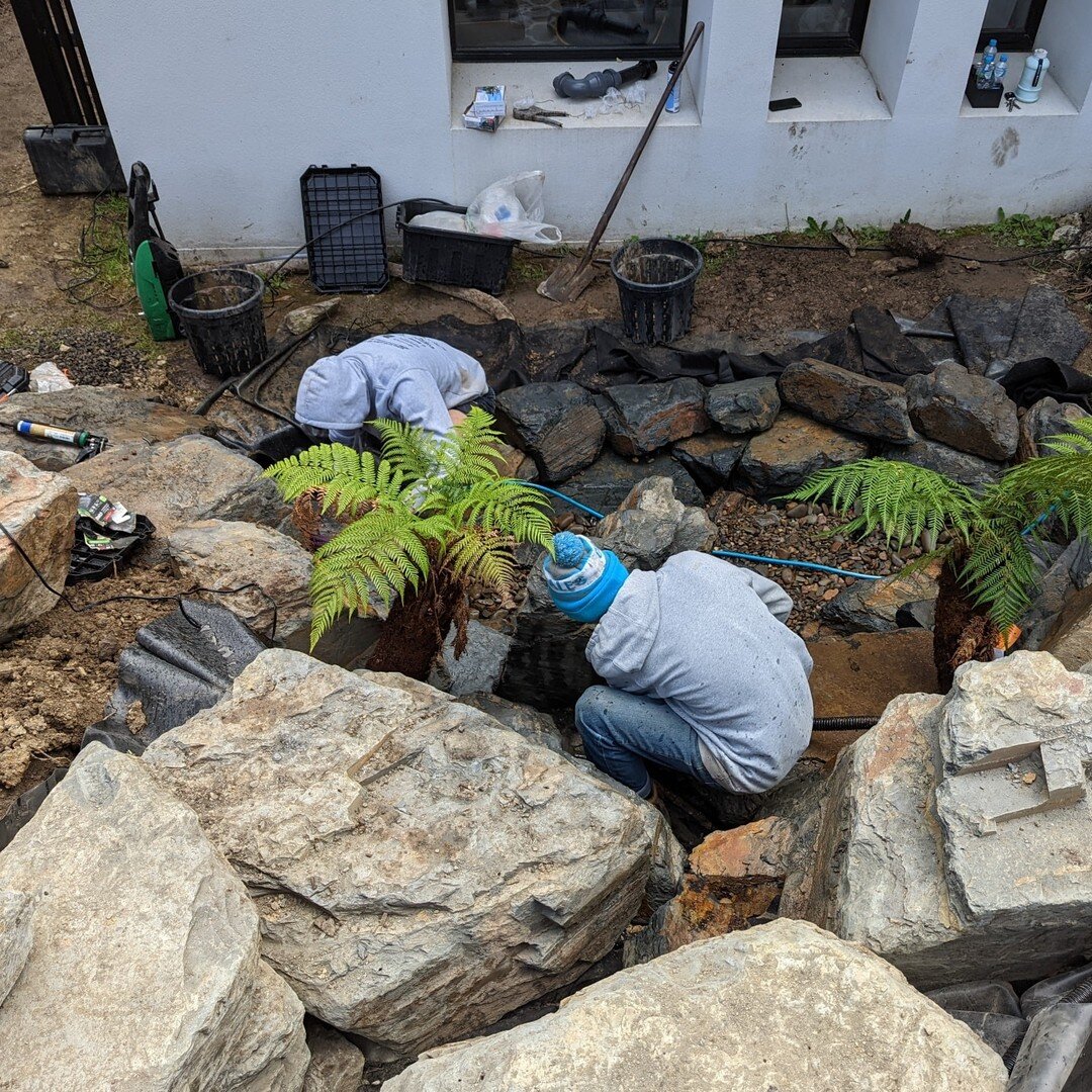 Adding the finer details to our waterfall in Templestowe. Lighting, ferns and aquatic plants and all the little rock details! The ferns in this photo are Dicksonia antarctica, or Soft Tree Ferns. They love having their feet wet, so we've put them int