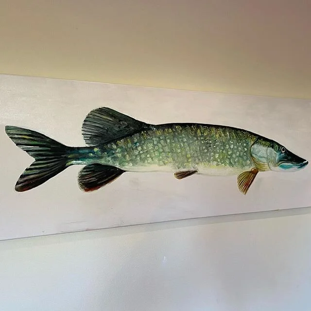 Snoek op doek. Olieverf. By BiniVis. #snoek #sportvissen #sportvisserijoostnederland #sportvissersnederland #ikhouvanvissen Kijk op: www.visaandemuur.nl