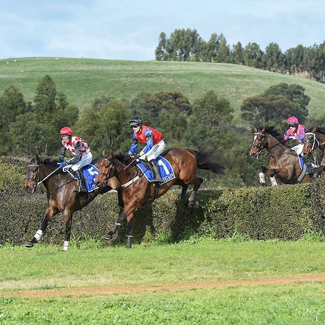 Keep chasing!!!!! Shamal (NZ) is a nice little import from our Trans-Tasman friends @loveracing.nz a nice win and a beautiful race by @amymc84 racing. #howgoodisjumpsracing
