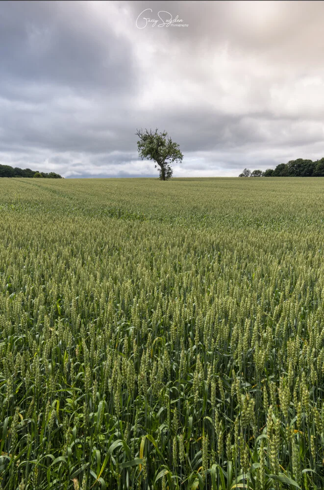 A Local Tree, For Local People