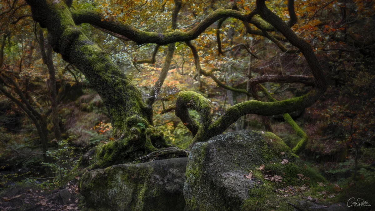 Woodland Exploring