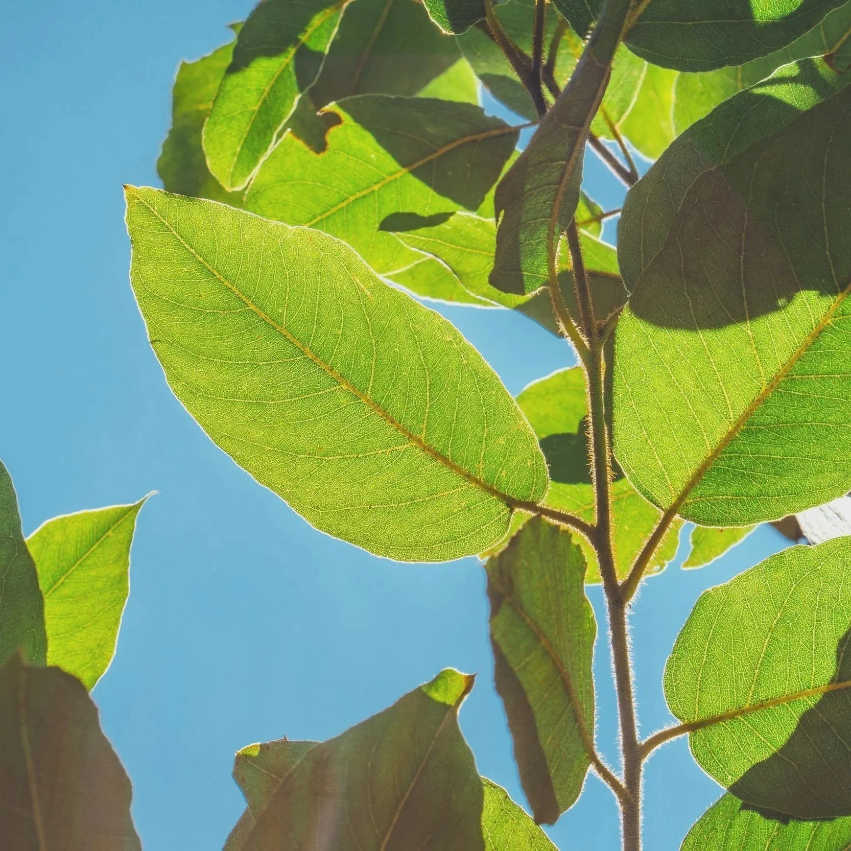 Geometric drawing of an outline square with sections divided by vertical, horizontal, and half circle lines.