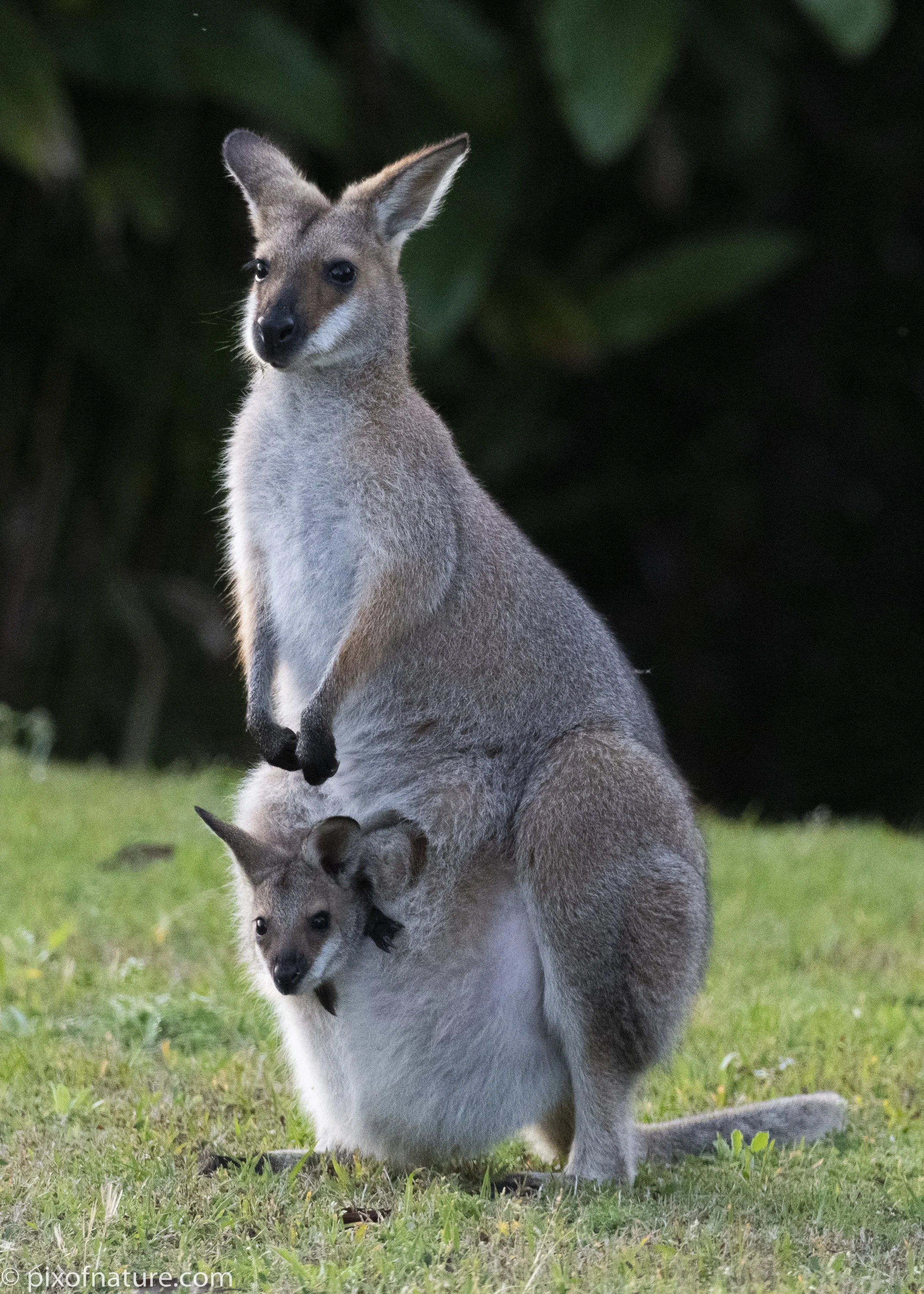 Wallaby_joey_mod2.jpg