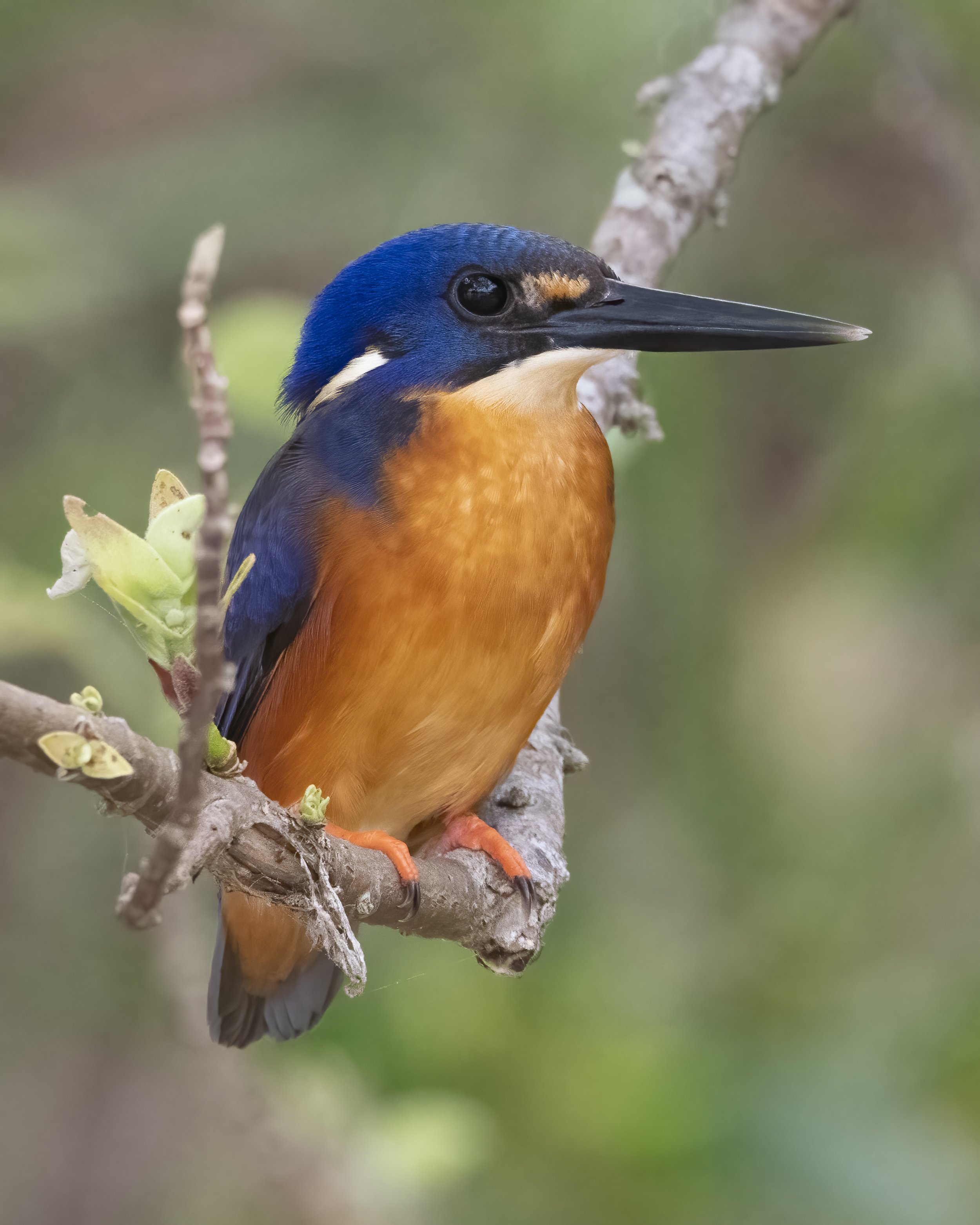 Azure Kingfisher